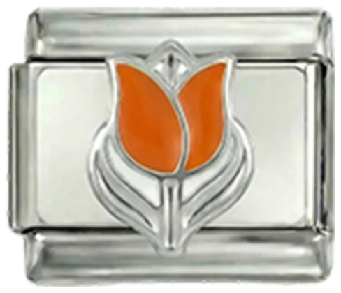 Holandský tulipán